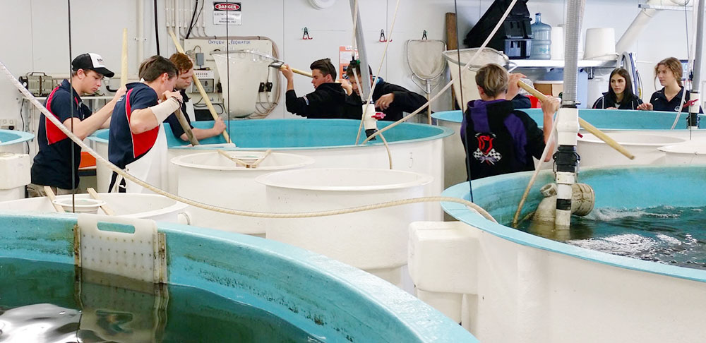 Adopt-a-Barra-Scheme