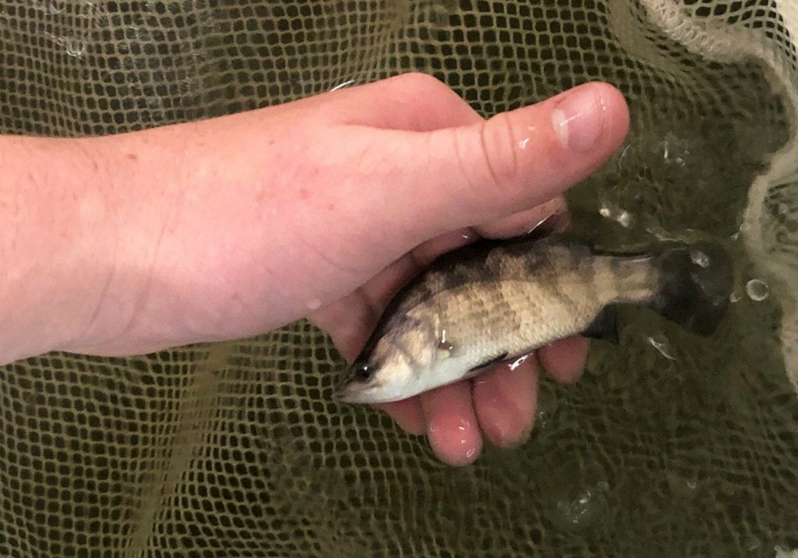 adopt-a-barra-term-2-update