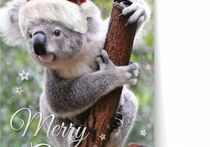 xmas-koala